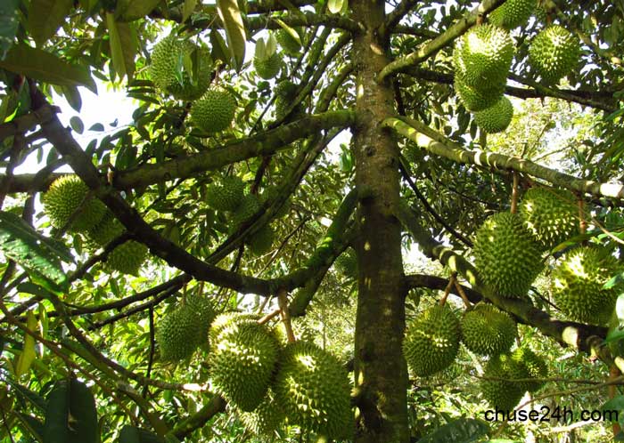 Quy trình chăm sóc chống rụng - thối - nứt trái, ngừa sượng trái & phòng trừ dịch hại trên cây sầu riêng