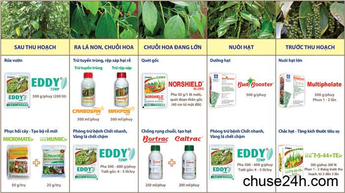 Quy trình chăm sóc cây tiêu phục hồi vườn và phòng trừ dịch hại - 第2张 - Chư Sê 24h Quy trình chăm sóc cây tiêu phục hồi vườn và phòng trừ dịch hại - 第2张