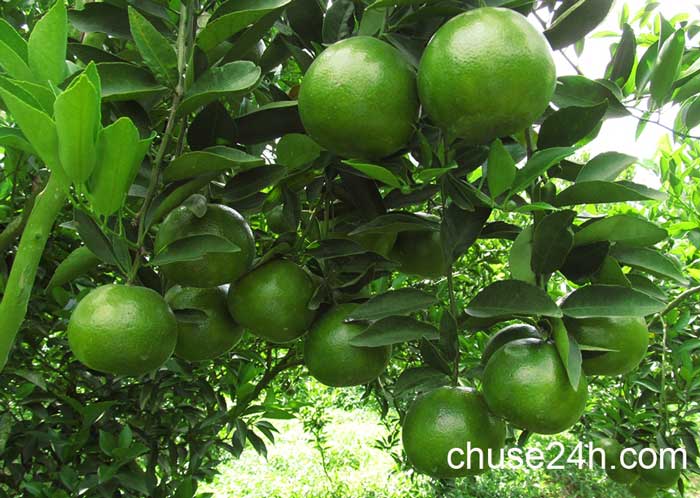 Quy trình chăm sóc và phòng trừ dịch hại trên cây có múi - 第1张