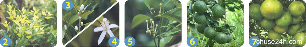 Quy trình chăm sóc và phòng trừ dịch hại trên cây có múi - 第2张