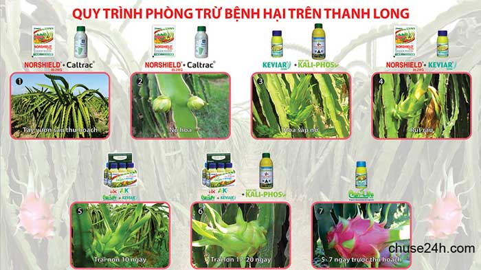 Quy trình phòng trừ bệnh hại trên Thanh Long - 第2张
