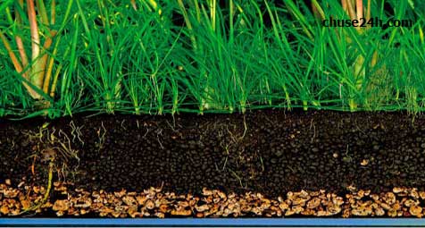 Tác dụng của Phân trùn trong việc trồng và chăm sóc cây gừng - 第1张