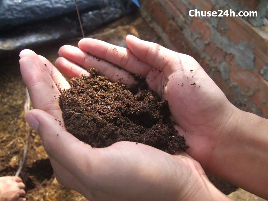 Tác dụng của Phân trùn trong việc trồng và chăm sóc cây gừng