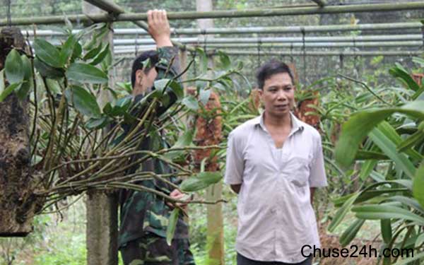 Thu 600 triệu đồng mỗi năm từ trồng lan - 第1张