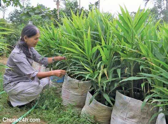 Trồng Gừng Sao Cho Năng Suất Cao? - 第1张