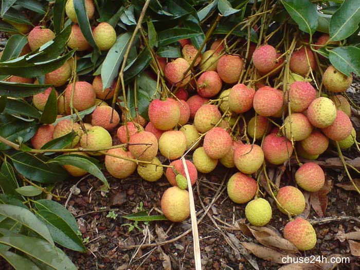 Vải thiều chín sớm - của hiếm đầu mùa - 第1张