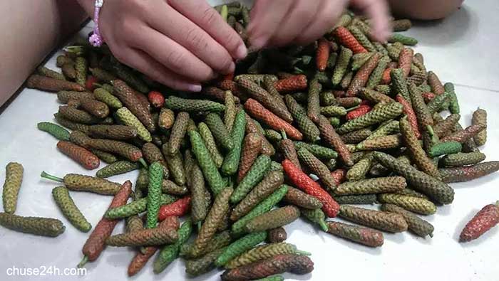 Vị thuốc quý từ cây tiêu lốp - 第1张