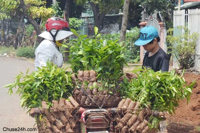 Trước mùa trồng cây giống mới - 第1张