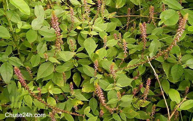 Tác dụng cây cỏ xước lưu thông huyết - 第1张