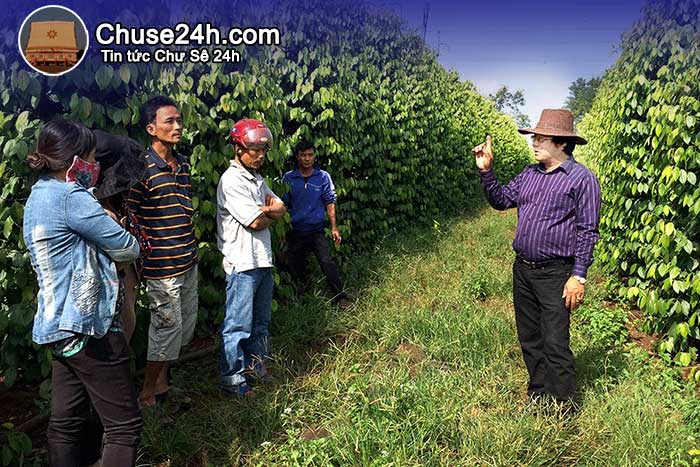 Tổ chức diễn đàn canh tác tiêu bền vững tại Chư Sê - 第1张