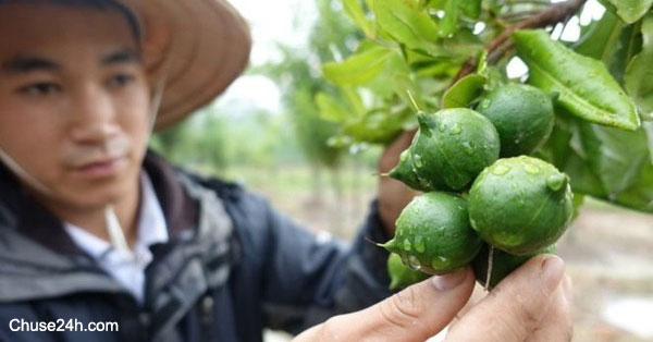 Từ 1/8, làm nông được vay đến 3 tỷ đồng, không cần tài sản bảo đảm - 第1张