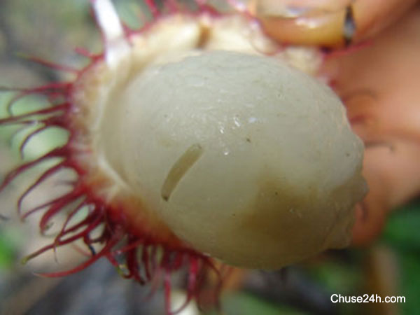 Dòi trong quả chín có gây hại sức khỏe? - 第1张