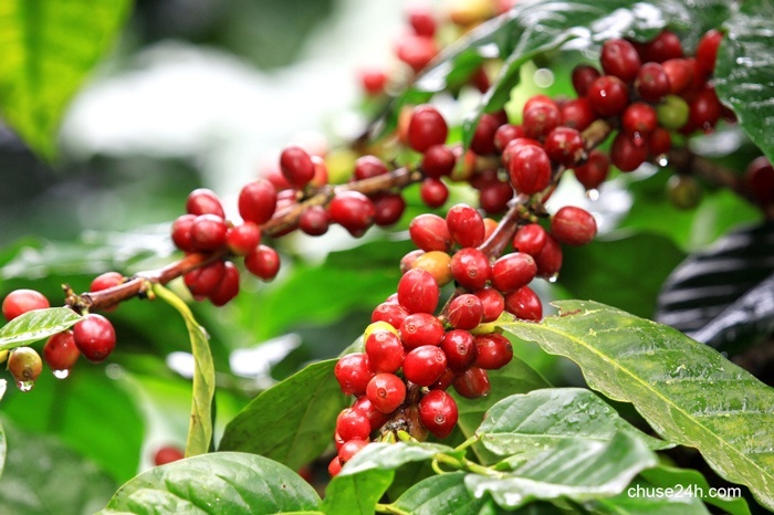 Giá cà phê Gia Lai đảo chiều tăng lên 37,0 triệu đồng/tấn