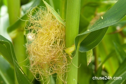 Tuyệt chiêu khiến nhiệt miệng biến mất chỉ trong 2 ngày - 第2张