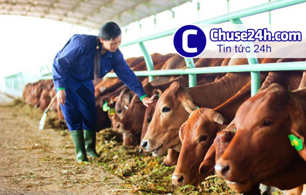 HAGL hướng đến chăn nuôi đàn bò lớn nhất châu Á - 第1张