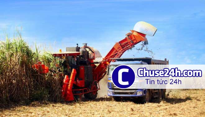 HAGL Agrico ước lãi trước thuế 490 tỷ đồng trong quý 2 - 第1张