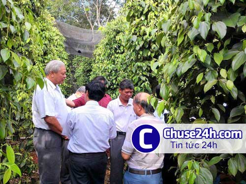 Thu hơn 10 tỉ đồng một năm nhờ trồng tiêu - 第1张