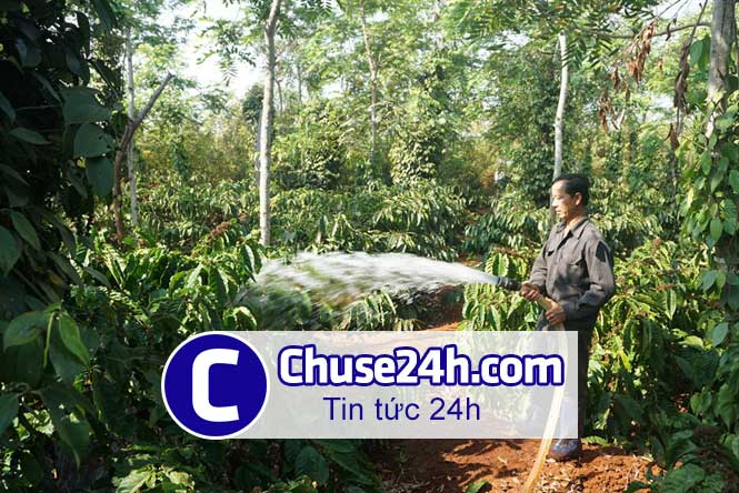 Tài trợ 2 triệu Euro để tưới hợp lý cho cà phê - 第1张