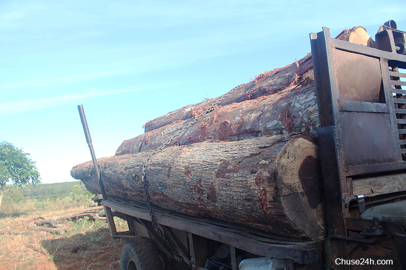 Những thân gỗ đã được xẻ khúc, có chiều dài khoảng 5m.