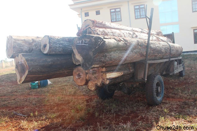 5m3 gỗ khai thác trái phép bị Hạt kiểm lâm huyện Chư Sê phát hiện, bắt giữ.