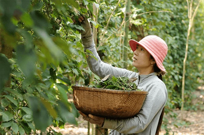 Nóng chuyện giá Tiêu và an toàn thực phẩm