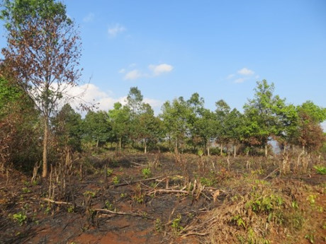 Gần 300 người tàn phá rừng gỗ sao 10 năm tuổi tại Chư Sê