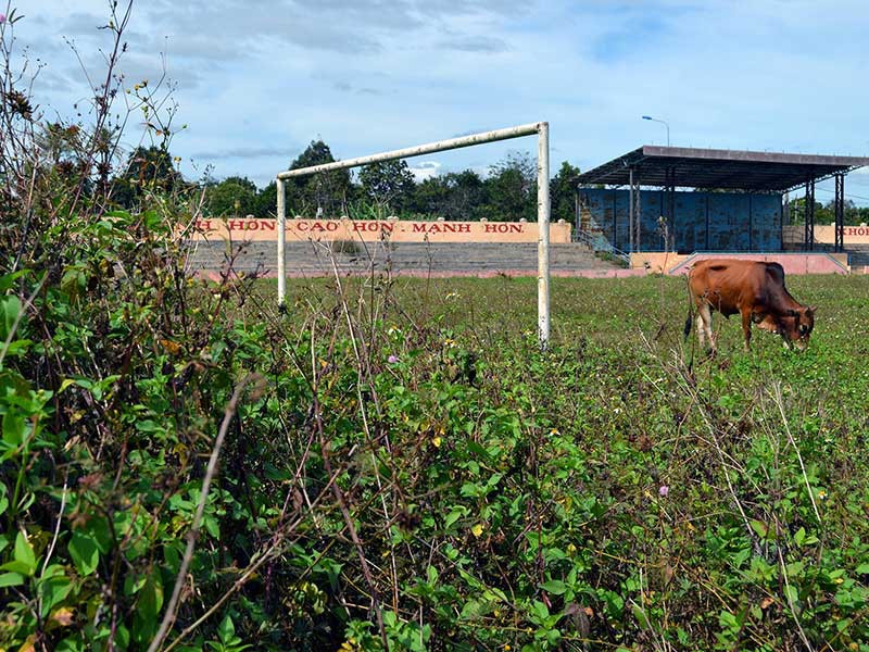 Sân vận động tiền tỉ dành để… thả bò