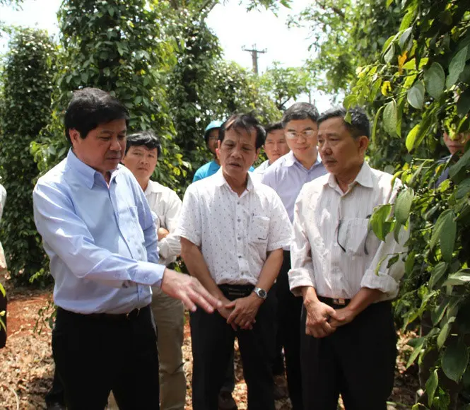 Thứ trưởng Lê Quốc Doanh kiểm tra mô hình trồng tiêu tại huyện Chư Pưh