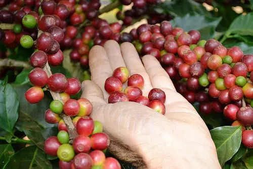Cà phê robusta ở Tây Nguyên đang dao động ở mức 46.100 - 46.600 đồng/kg. Ảnh minh họa