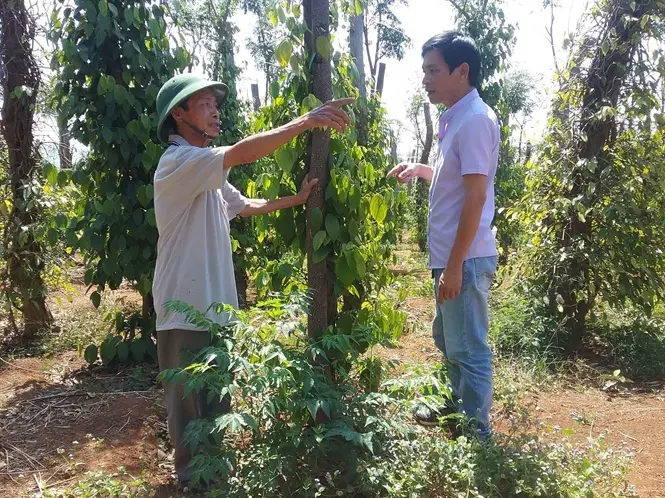 Ông Lê Văn Láng (xã Ia B'lứ, huyện Chư Pưh, Gia Lai) quyết định chuyển sang sử dụng sản phẩm sinh học hữu cơ công nghệ cao