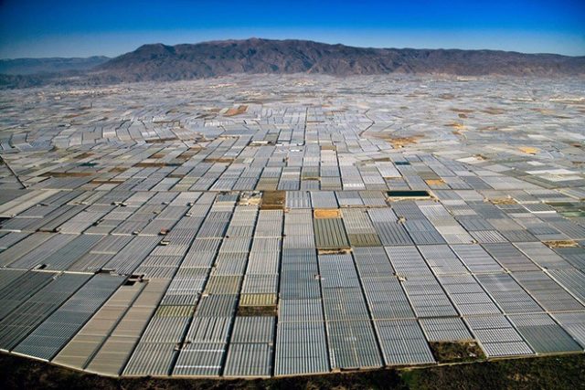 Ở Tây Ban Nha, có một khu vực nhà kính trồng cây san sát rộng 200 km vuông, nhìn thấy được từ quỹ đạo, cung cấp rau quả cho toàn bộ Châu Âu Ở Tây Ban Nha, có một khu vực nhà kính trồng cây san sát rộng 200 km vuông, nhìn thấy được từ quỹ đạo, cung cấp rau quả cho toàn bộ Châu Âu