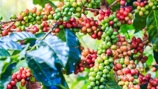 
                                                            Giá cà phê hôm nay 16/1/2024: Tăng mạnh, vượt ngưỡng 71.000 đ/kg                        