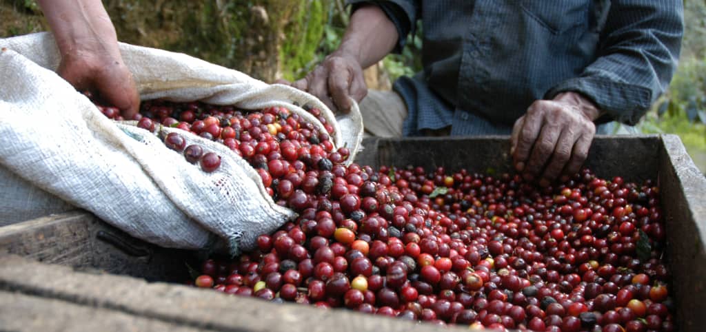 Giá cà phê ngày 06/01/2024: Robusta nối tiếp đà hồi phục