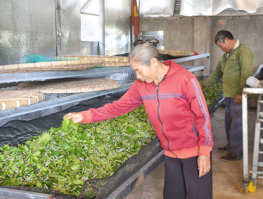 Bà Nguyễn Thị Quỳnh (làng Păng Gol-Phù Tiên, xã Ia Bă, huyện Ia Grai) chăm sóc tằm. Ảnh: H.C