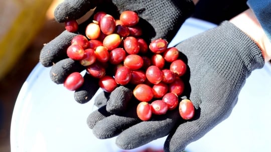 
                                                            Xuất khẩu cà phê đạt kỷ lục mới về giá trị                        