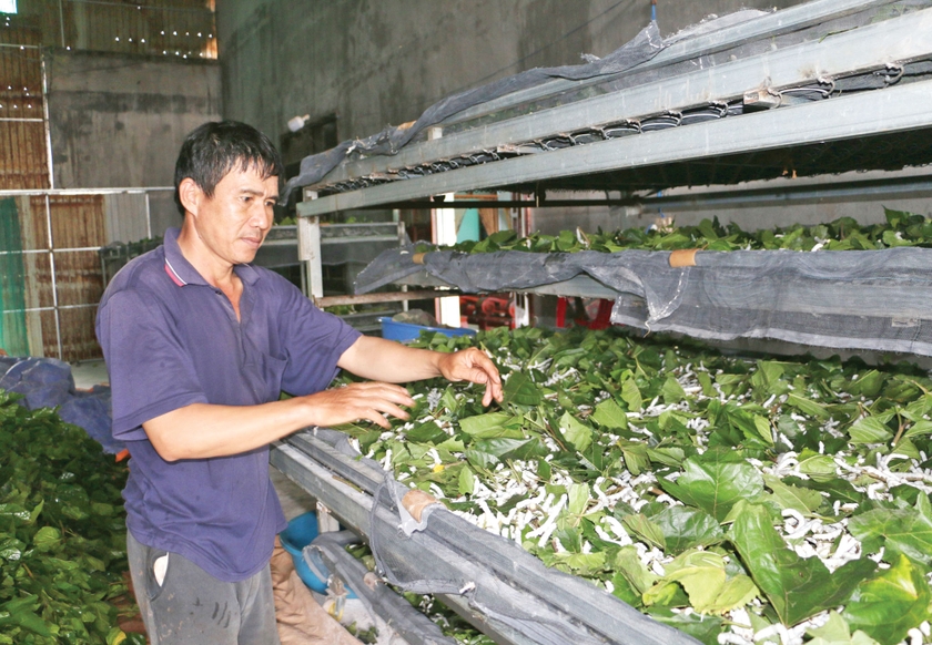 Nhờ chuyển đổi cơ cấu cây trồng, vật nuôi phù hợp nên đời sống kinh tế người dân huyện Chư Sê được nâng lên đáng kể. Ảnh: Q.T