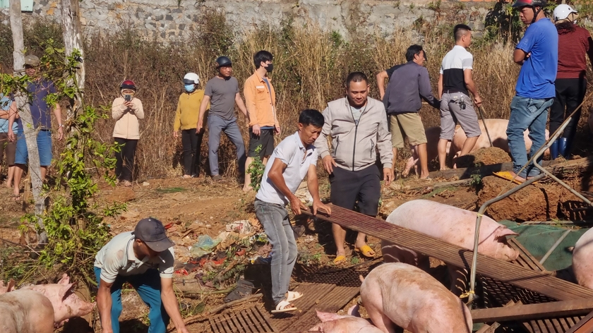 Người dân hỗ trợ tài xế lùa đàn heo lên xe &quot;quá giang&quot; về nơi tập kết. Ảnh: K.P