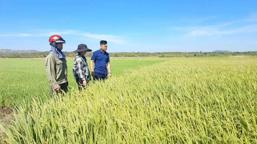 Nhờ nguồn nước tưới ổn định từ hồ chứa Plei Pai, người dân làng Me ( xã Ia Piơr) không còn lo thiếu nước tưới cây lúa vụ Đông xuân 2023-2024. Ảnh: Nguyễn Diệp