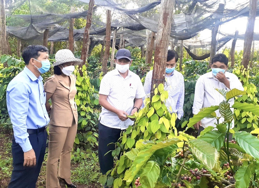 Lãnh đạo huyện, Phòng Nông nghiệp và PTNT huyện Chư Sê tham quan mô hình phát triển hồ tiêu bền vững. Ảnh: M.P