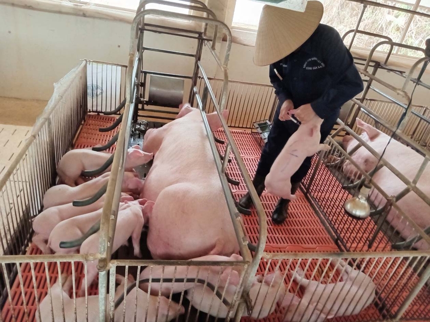 Khẩn trương xây dựng vùng chăn nuôi an toàn dịch bệnh - 第2张