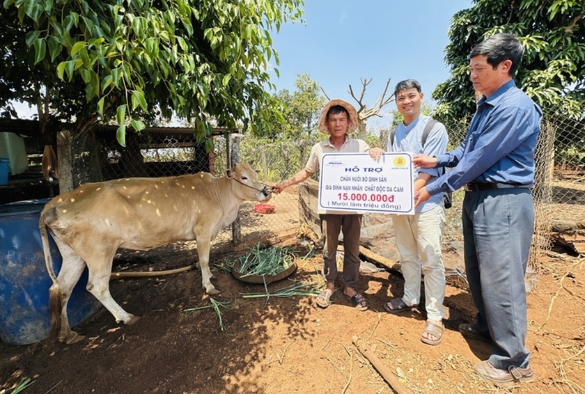 Đại diện Hội Nạn nhân chất độc da cam/dioxin huyện Chư Sê trao bò sinh sản cho gia đình nạn nhân có hoàn cảnh khó khăn. Ảnh: Trần Dung