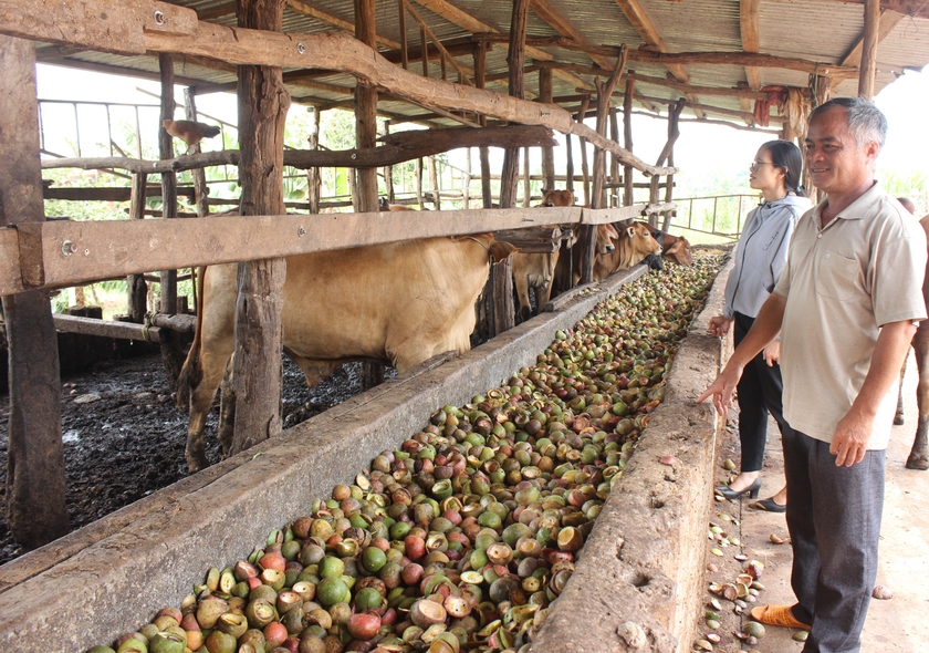 Trang trại chăn nuôi bò tại xã Đak Djrăng, huyện Mang Yang. Ảnh: N.D