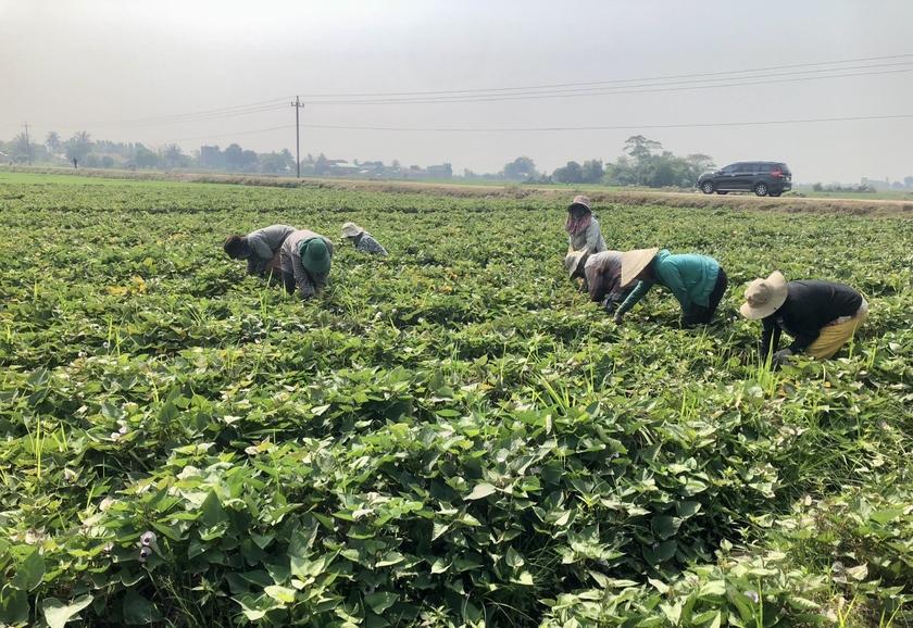 Người dân xã Ia Mrơn (huyện Ia Pa) làm cỏ cho diện tích khoai lang được chuyển đổi trên đất trồng lúa. Ảnh: L.N