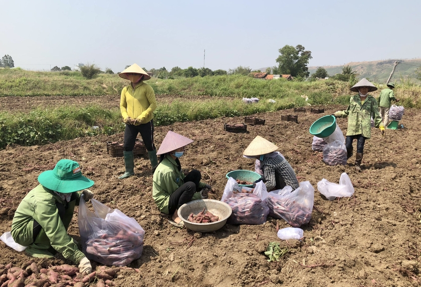 Người dân thu hoạch khoai lang được trồng trên diện tích đất lúa kém hiệu quả ở xã Chư A Thai, huyện Phú Thiện. Ảnh: L.N