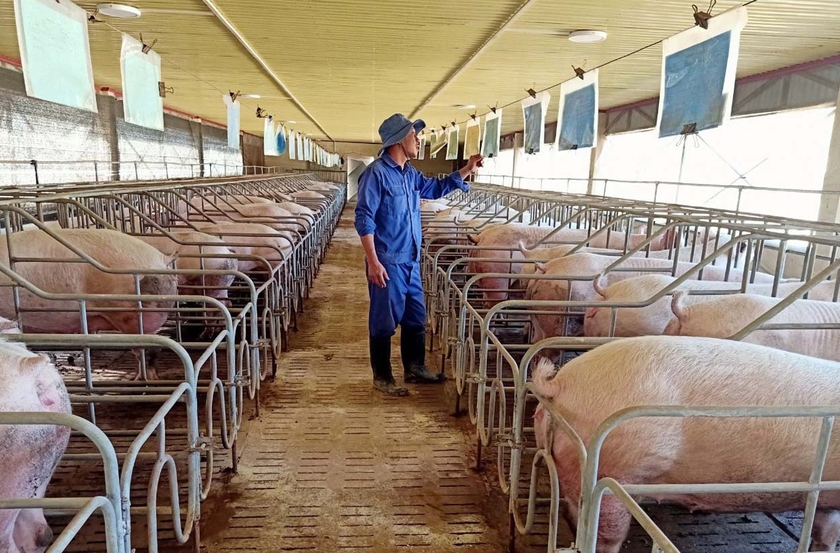 Khẩn trương xây dựng vùng chăn nuôi an toàn dịch bệnh - 第1张