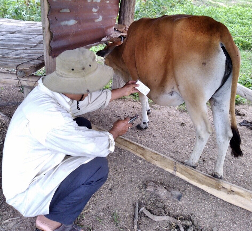 Cán bộ thú y huyện Kông Chro tiêm vắc xin VDNC cho bò của người dân trên địa bàn huyện. Ảnh: Lê Nam