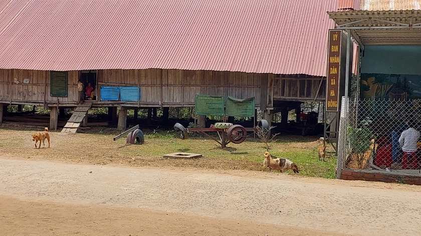 Tập quán nuôi chó thả rông trong vùng đồng bào dân tộc thiểu số. Ảnh: Nguyễn Diệp