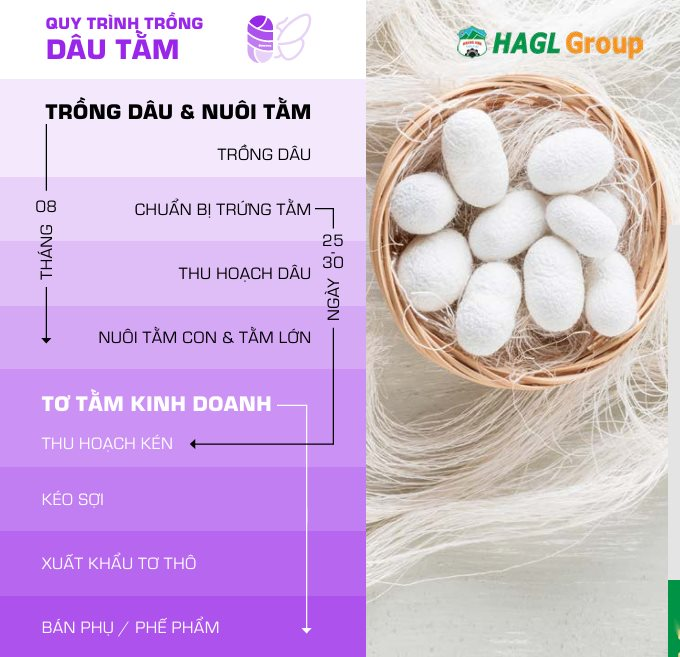 Cận cảnh bầu Đức nuôi tằm ươm tơ: Nương dâu 2.000 ha trên cao nguyên Bolaven và công thức 70 USD ‘ngon hơn tất cả các loại cây’- Ảnh 5. Cận cảnh bầu Đức nuôi tằm ươm tơ: Nương dâu 2.000 ha trên cao nguyên Bolaven và công thức 70 USD ‘ngon hơn tất cả các loại cây’- Ảnh 5.
