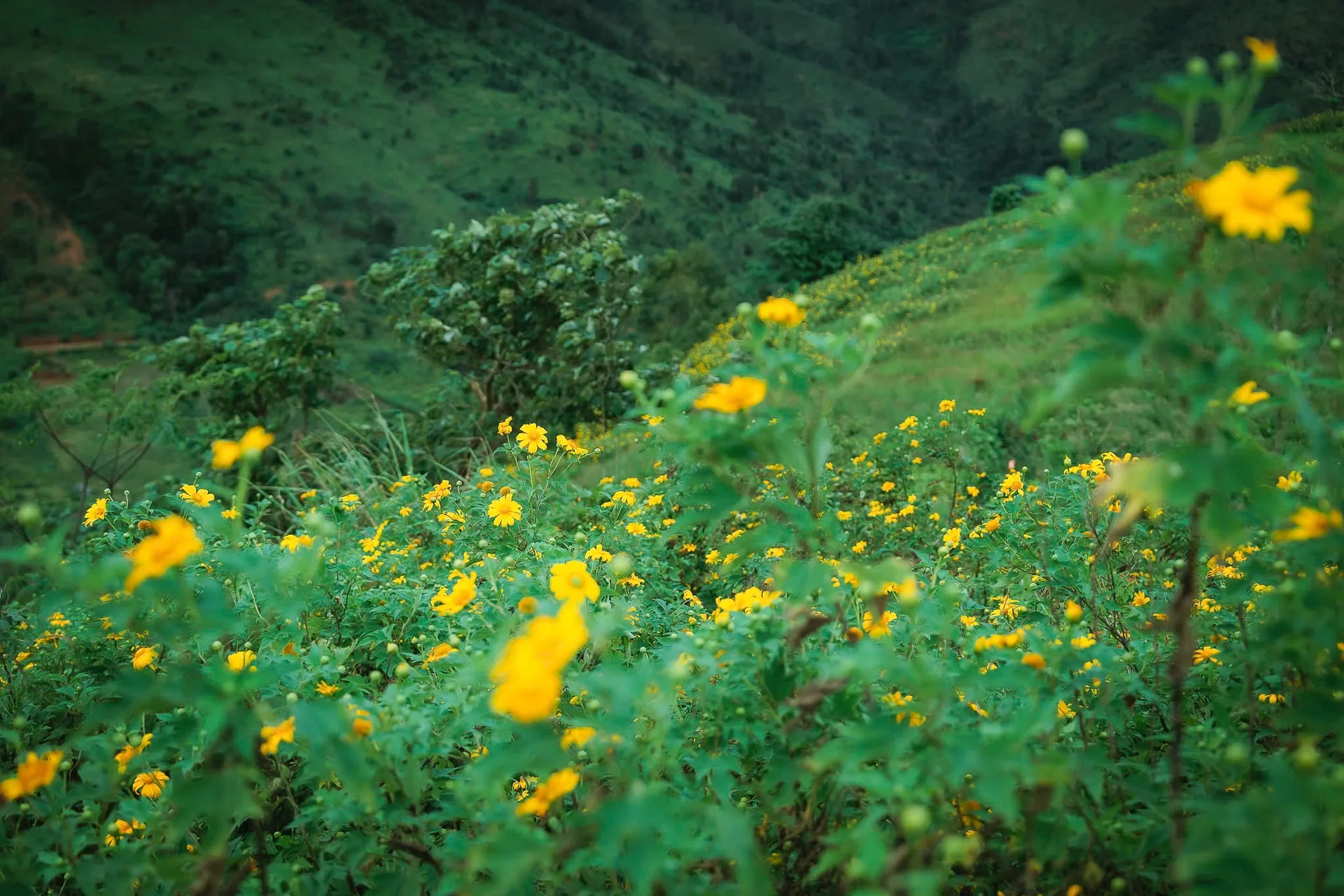 Miệng núi lửa triệu năm ở Gia Lai: Vùng xanh đẹp ngỡ ngàng