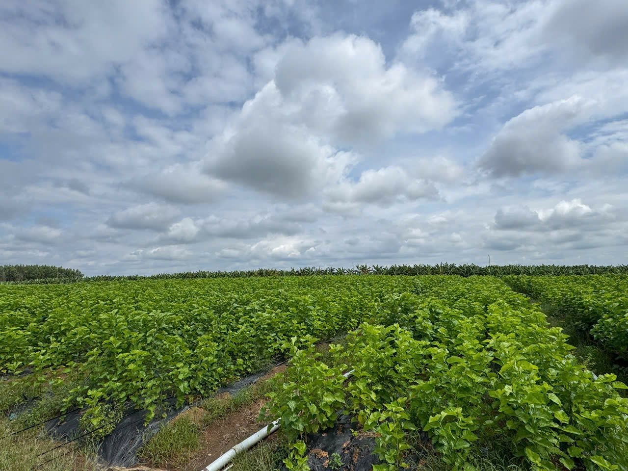 Cận cảnh bầu Đức nuôi tằm ươm tơ: Nương dâu 2.000 ha trên cao nguyên Bolaven và công thức 70 USD ‘ngon hơn tất cả các loại cây’- Ảnh 1. Cận cảnh bầu Đức nuôi tằm ươm tơ: Nương dâu 2.000 ha trên cao nguyên Bolaven và công thức 70 USD ‘ngon hơn tất cả các loại cây’- Ảnh 1.